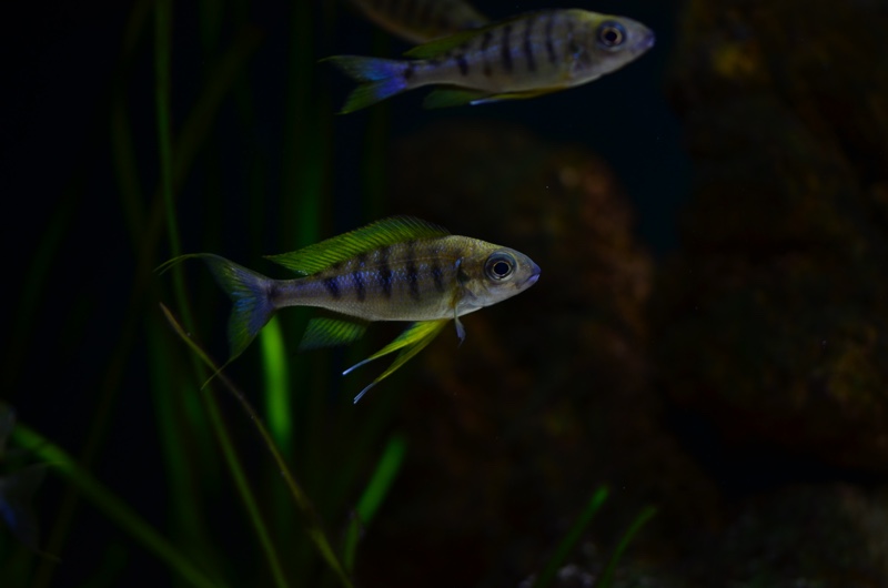 Ophthalmotilapia nasuta 'Kiriza'